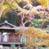 cropped-osaka-minoo-park_autumn-colors_1.jpg