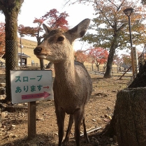 Nara deer closed-up