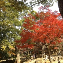 Nara Park Autumn Colors