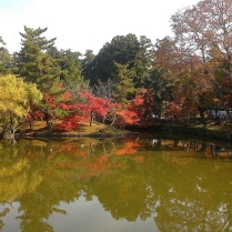 Nara Pictureque