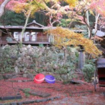 Osaka, Minoo Park_Autumn Colors_1