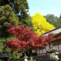 Temple_Autumn Colors